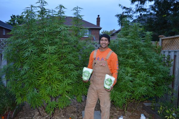 Customer taking a pose with his outdoor cannabis plants.