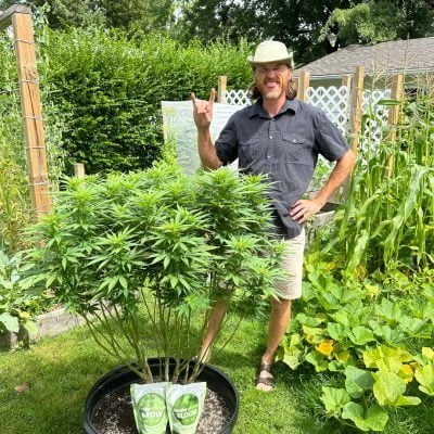 Growing outdoor cannabis with Grow and Bloom, well manicured cannabis plant