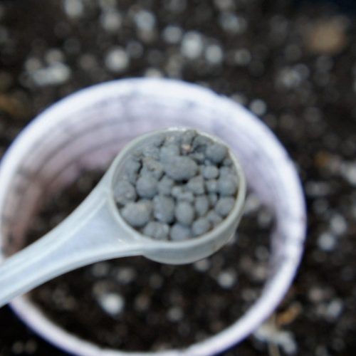 Start kelp meal and mycorrhizae in scoop