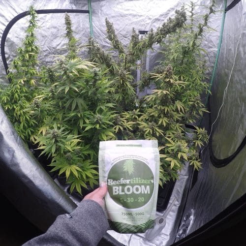 Reefertilizer Bloom bag with big blooming buds behind