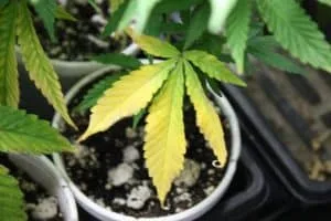 Nitrogen Deficiency in Cannabis Plant