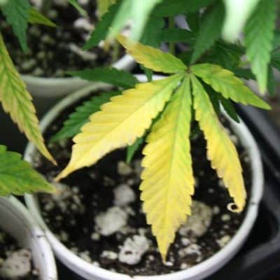 Nitrogen Deficiency in Cannabis Plant