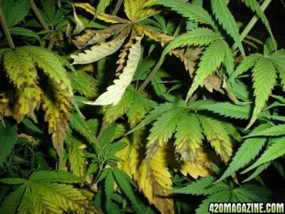 Over Fertilized Cannabis grown in soil