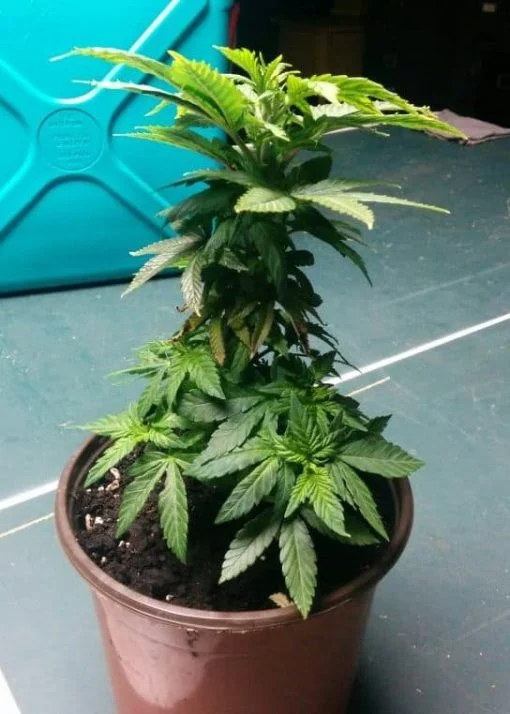 cannabis plant recovering from nutrient burn