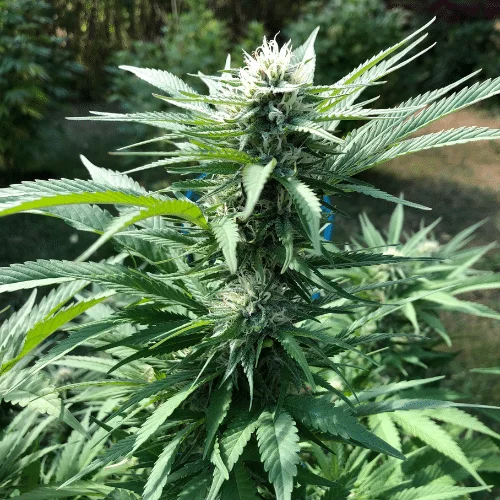 Cannabis in flower