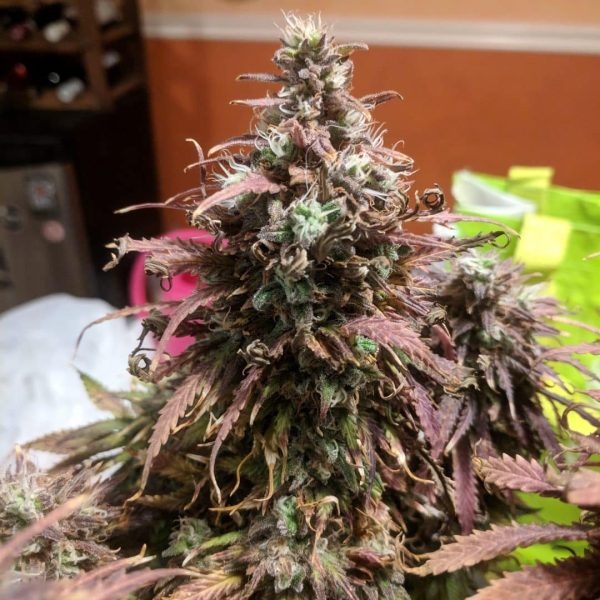 cannabis ready to harvest