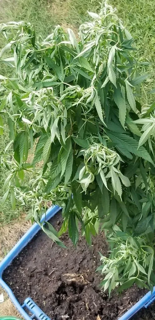 an example of bad compacted cannabis soil