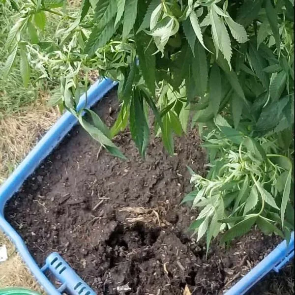 an example of bad compacted cannabis soil