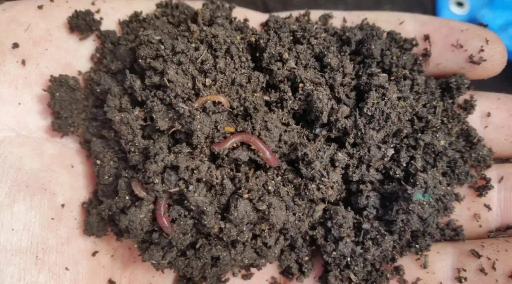 worm casting for cannabis soil