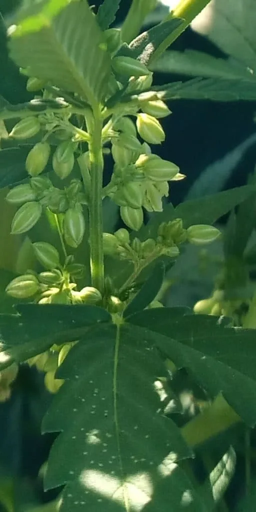 male cannabis plant pollen sacs