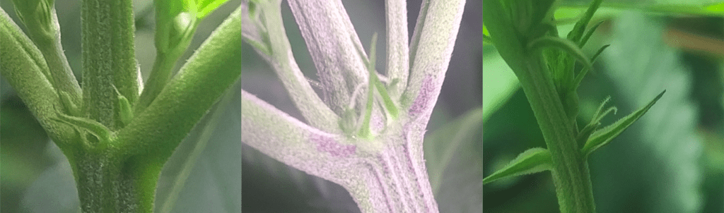 female cannabis plant identification