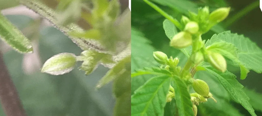 male cannabis plant