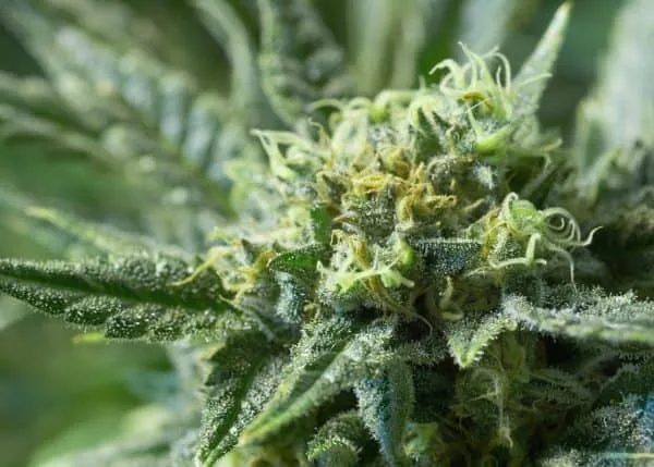 best bloom nutrients for cannabis