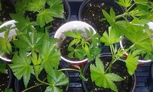 cropped cannabis clones