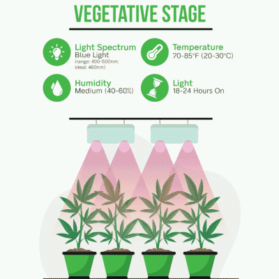 How to Grow Cannabis From Seed to Flower (with photos) - Reefertilizer