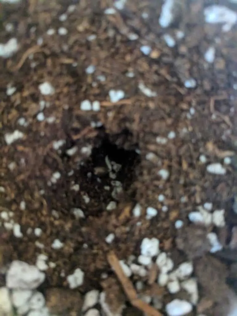 cannabis seed in hole
