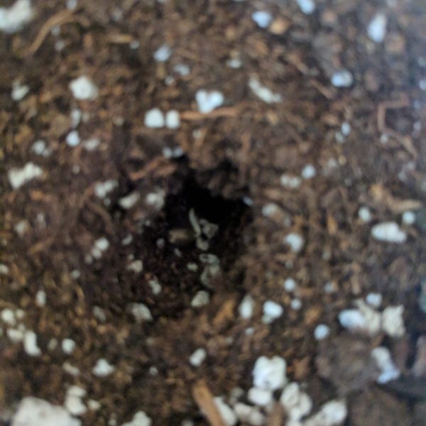 cannabis seed in hole