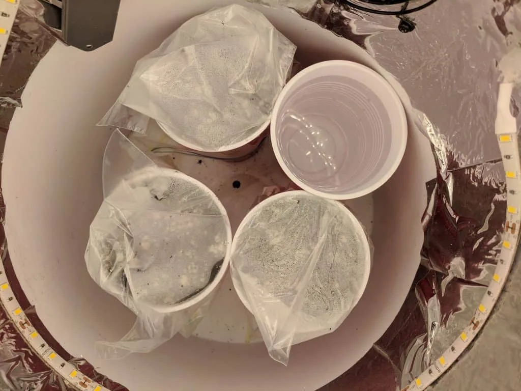 planters with humidity tents