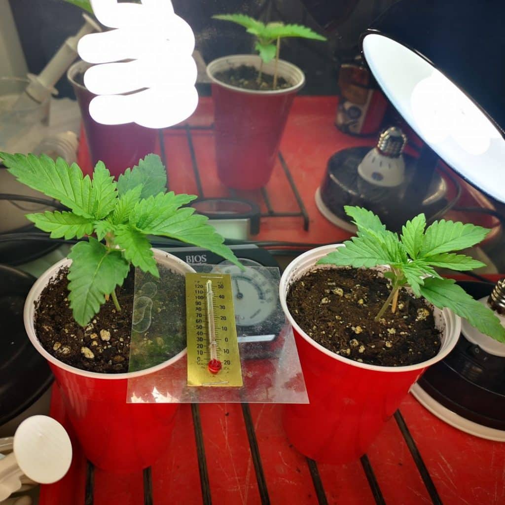 cannabis grown in soil
