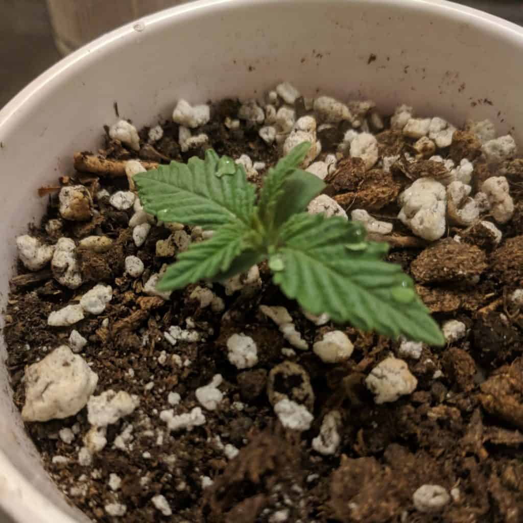 Happy cannabis sprout