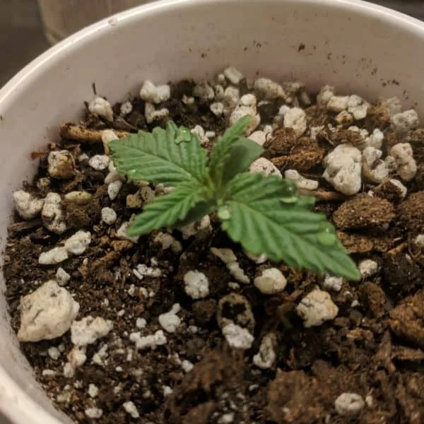 Happy cannabis sprout week 2 and 3