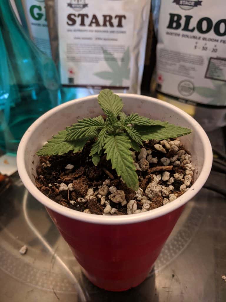 Cannabis sprout 13 days after planting