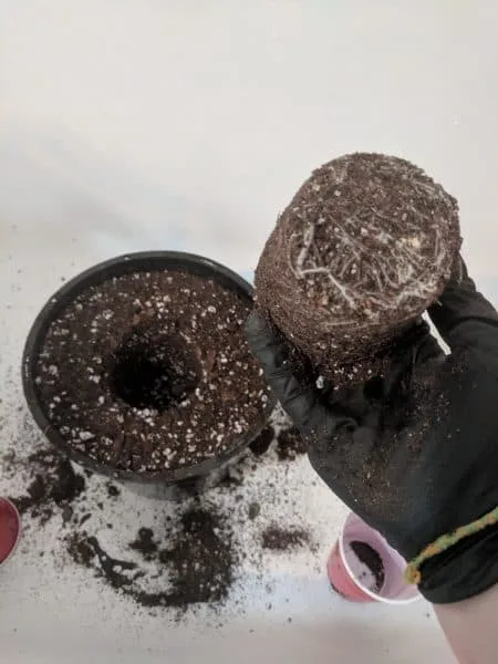 cannabis ready to transplant