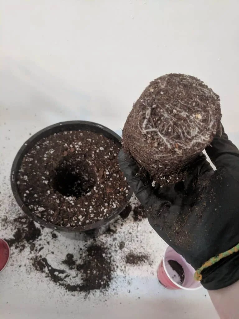cannabis ready to transplant