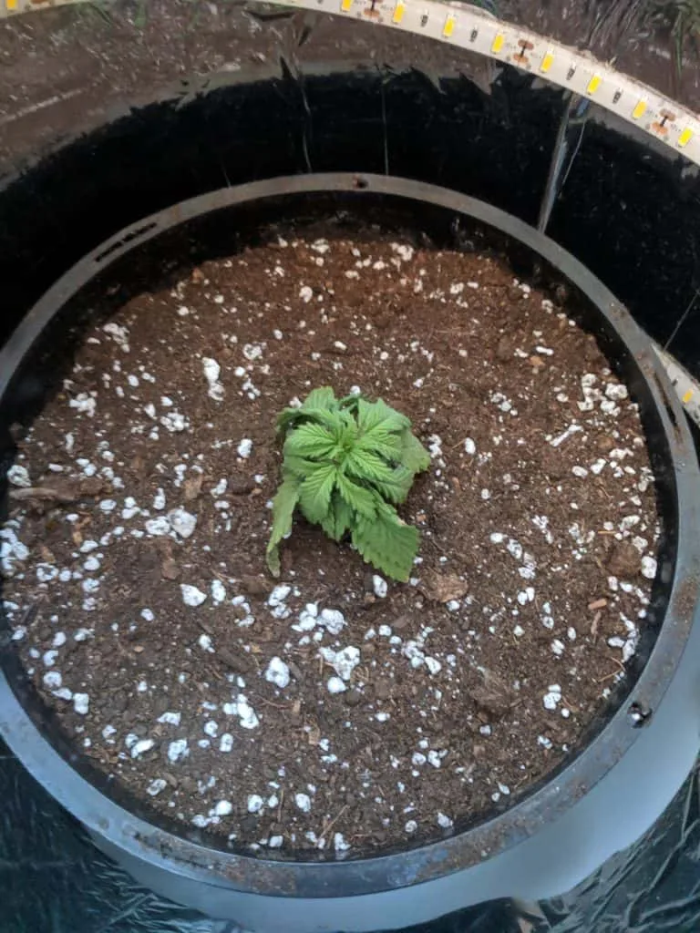 cannabis transplanted