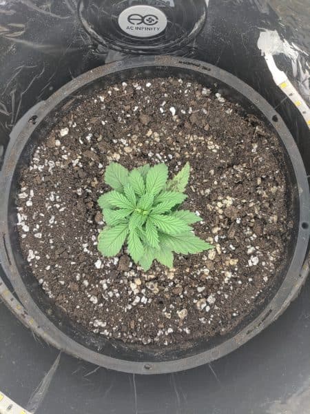cannabis 2 days after transplant