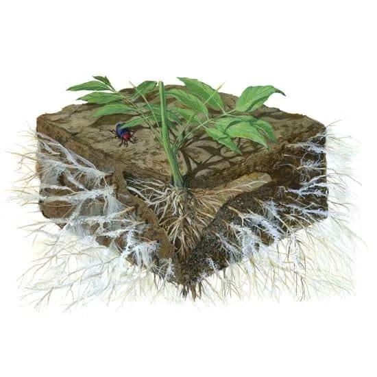 mycorrhizal fungi in soil