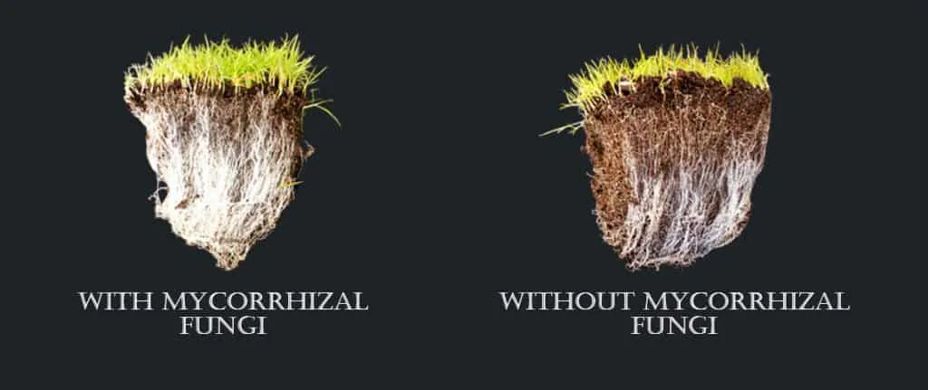 mycorrhizae for cannabis plants