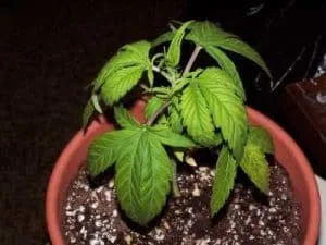 over-watering cannabis in soil