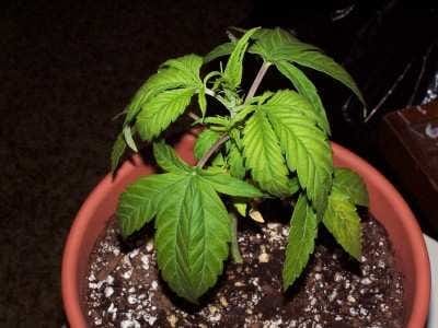 over-watering cannabis in soil