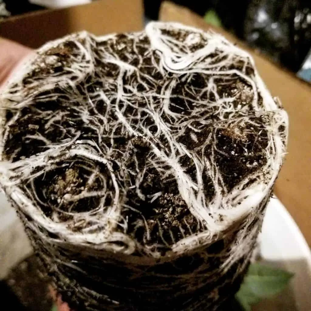 Root ball of a cannabis plant that had myco added to the soil