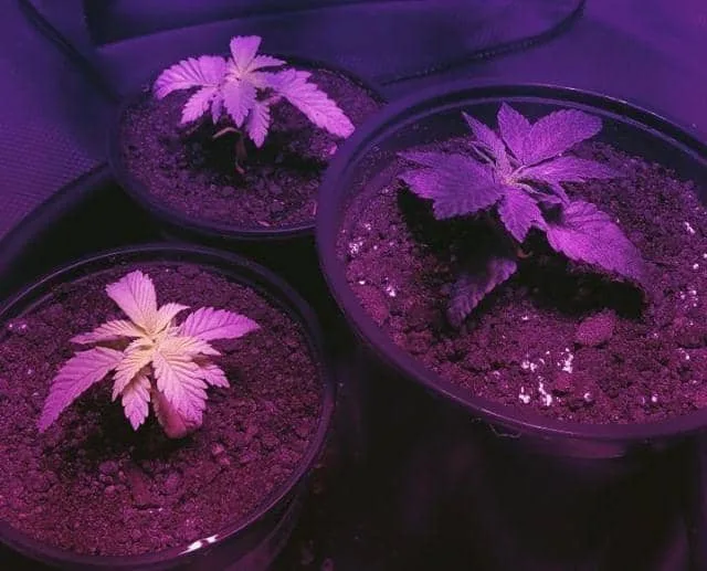 Reefertilizer start with mycorrhizae and kelp meal plant comparison