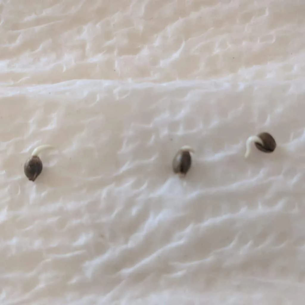 Sprouted cannabis seeds on moist paper towel