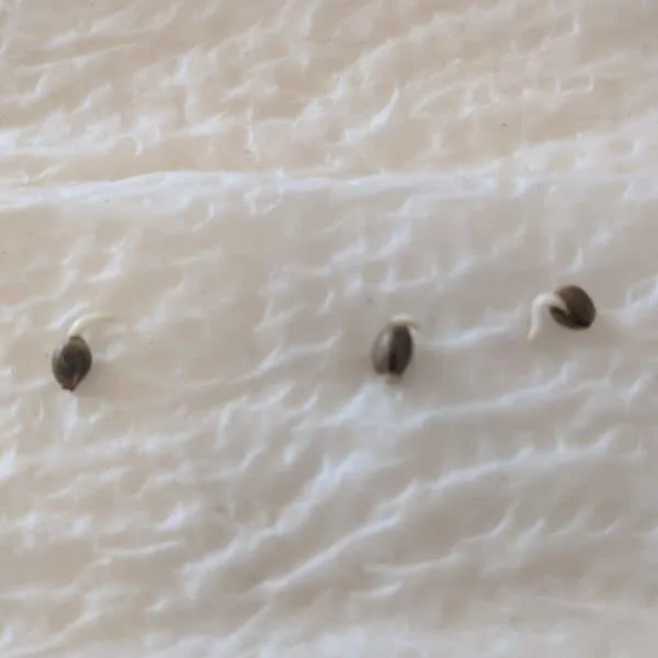 Sprouted cannabis seeds on moist paper towel