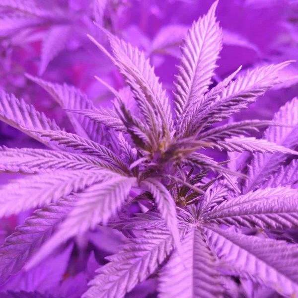 transitioning cannabis plant in grow tent