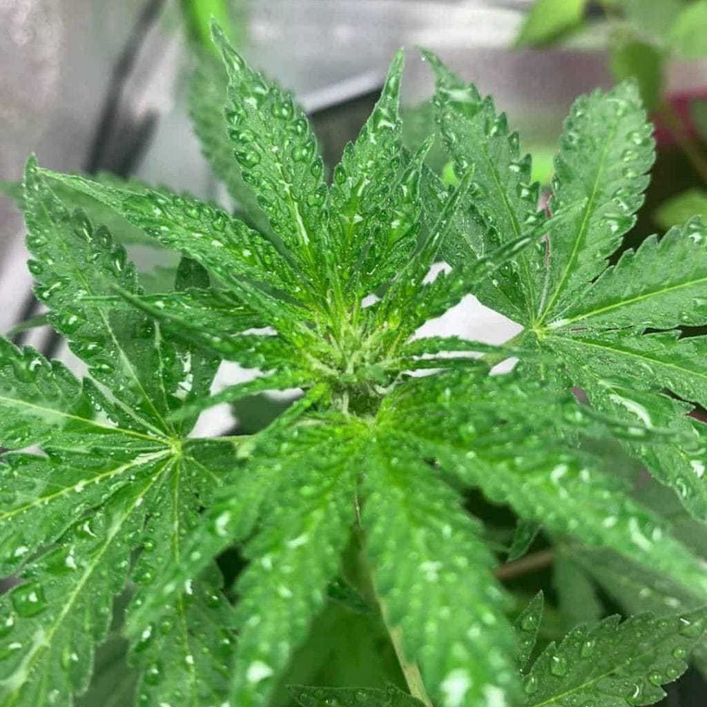 Wet cannabis plant