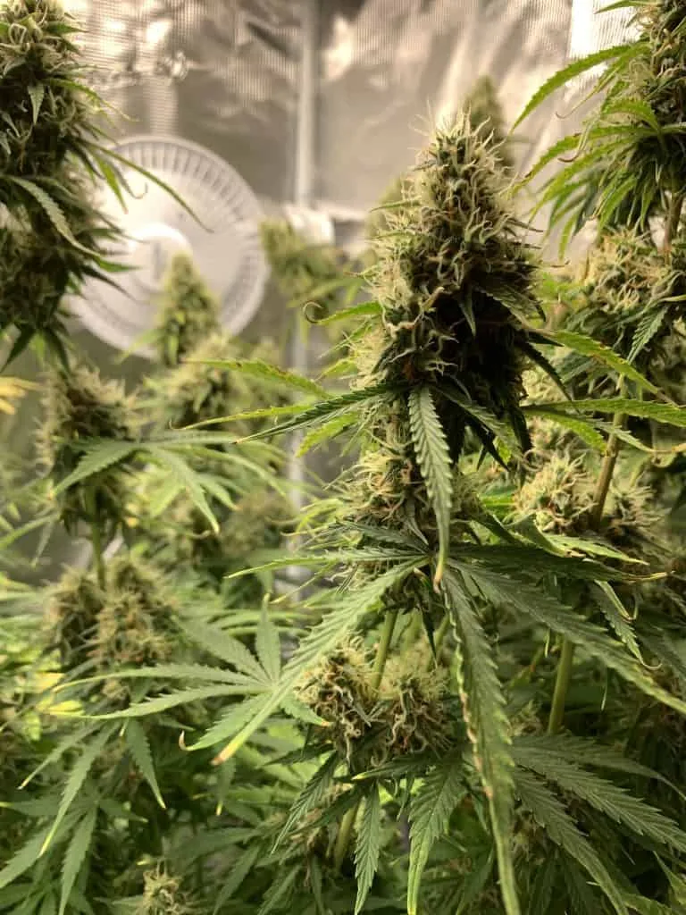 Cannabis flowering inside a indoor grow tent