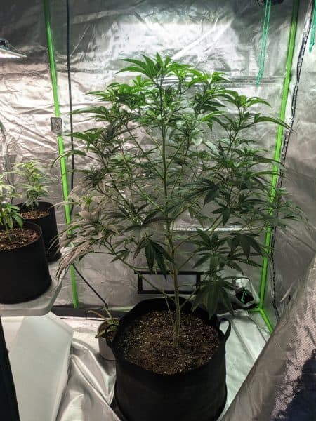 sativa in cannabis grow tent