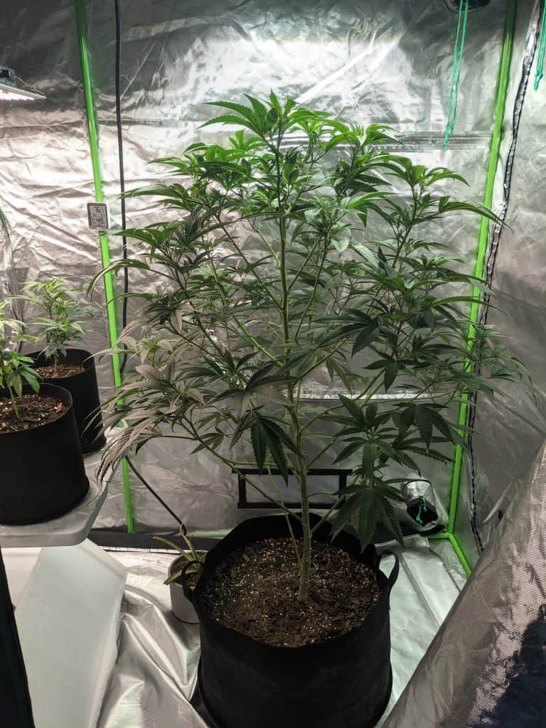 sativa in cannabis grow tent