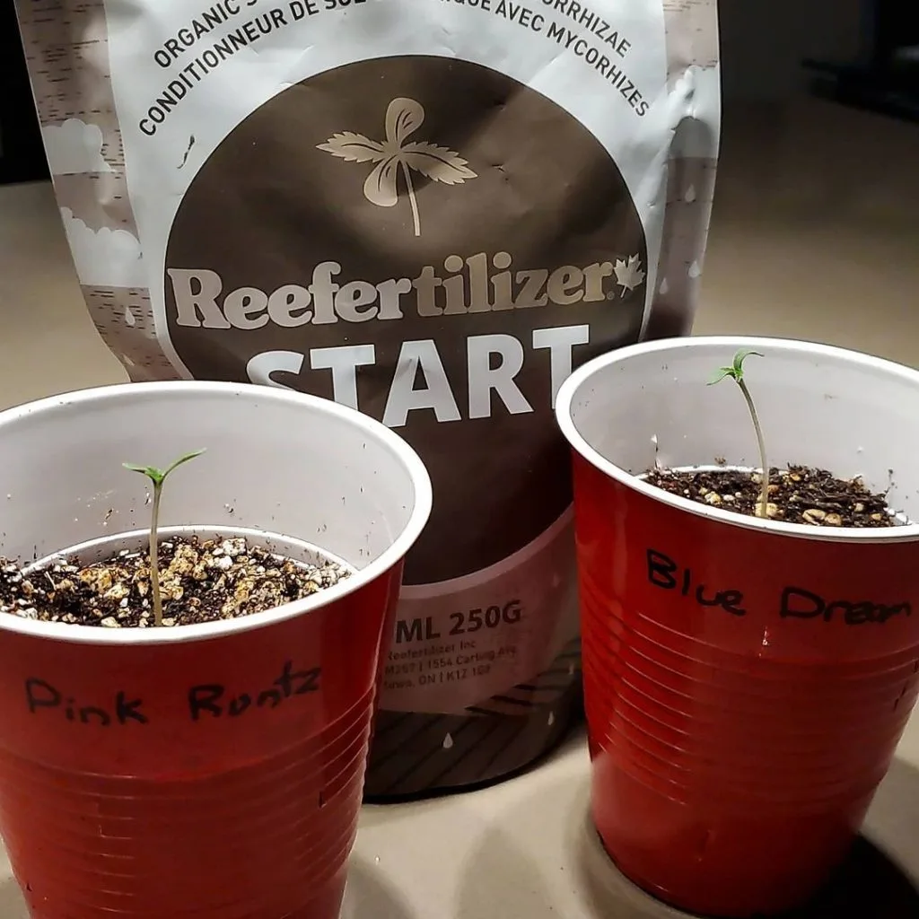 Reefertilizer Start soil conditioner with cannabis seedlings