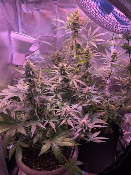 Flowering cannabis in indoor setup