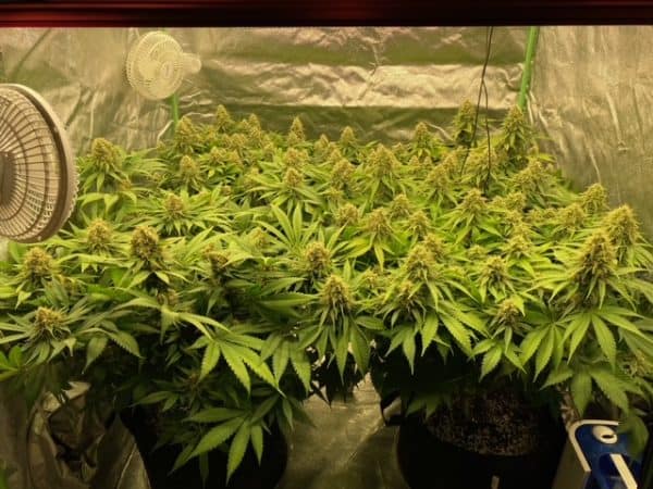 flowering in the indoor cannabis tent