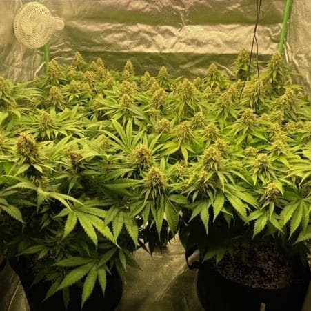 flowering in the indoor cannabis tent