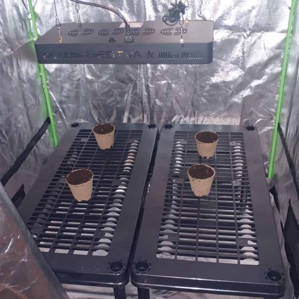 Starting cannabius in grow tent