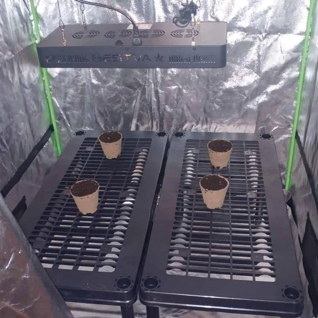 Starting cannabius in grow tent