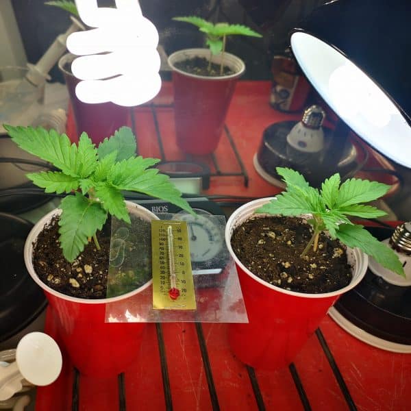 Starting cannabis sprouts in solo cups under cfl lights